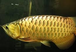 Healthy Golden Arowana fishes available for genuine buyers