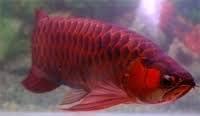 Healthy King Super Red Arowana fishes available for genuine buyers