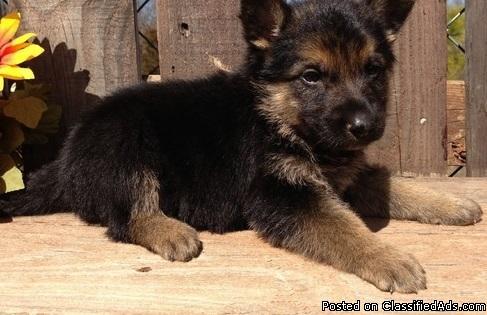 Healthy~~~German Shepherd Puppies for sale....