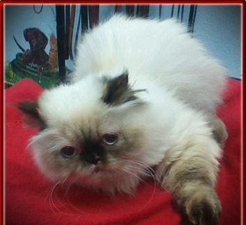 Himalayan Cats available for Adoption.