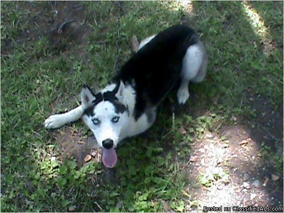 Home Raised Siberian Husky Puppies text us at 908-484-6974‏