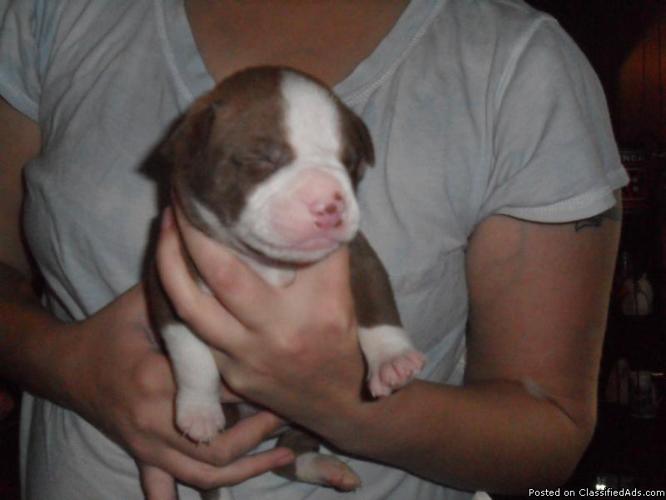 i have 5 chochalate red nose pittbull puppies 5 weeks old males$75 females$100 - Price: 75-100