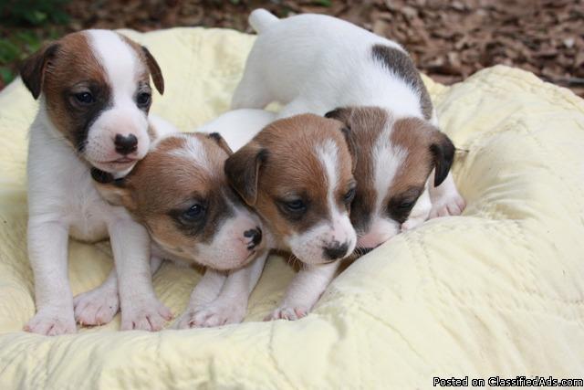 Jack Russell Puppies! - Price: $175.