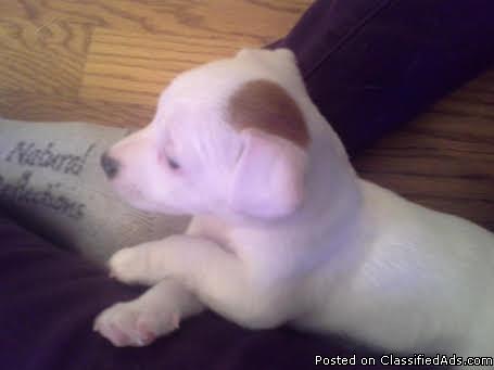 Jack Russell Terrier Puppies **** Personality Plus!