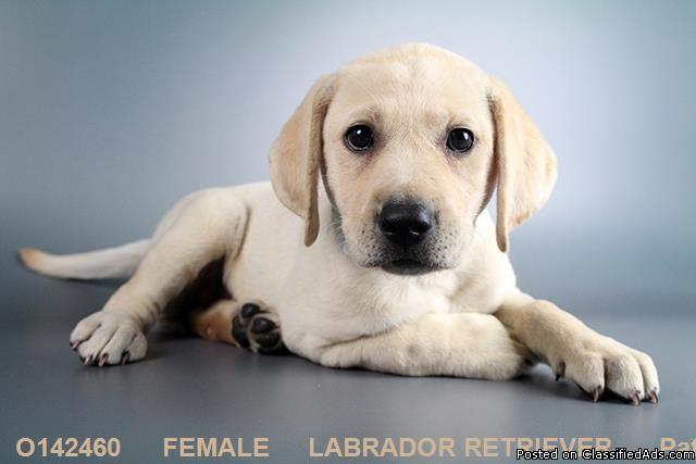 Labrador Retriever Pups