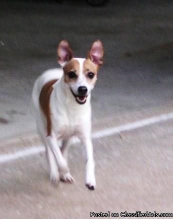 Lost Female Jack Russell Terrier
