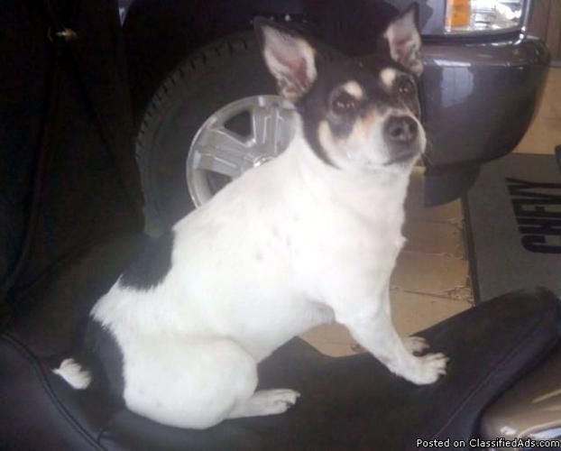 Lost rat terrier Sun 9-5-10 day before Labor Day Warsaw, Clinton, Harrisonville