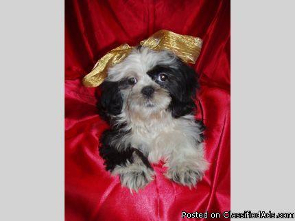 Lovable and Playful Purebred Male Shih-Tzu 4 months old $200 or OBO - Price: 200
