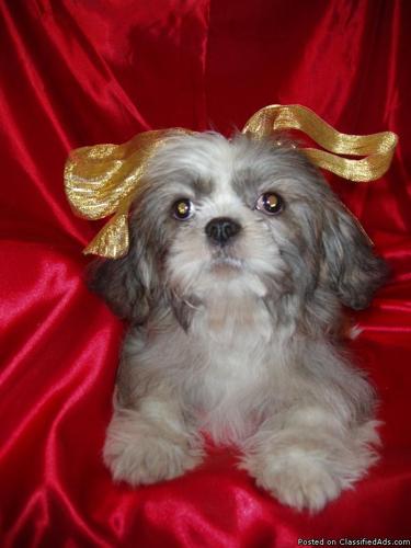 Lovable and Playful Purebred Shih-Tzu Male $200 - Price: 200