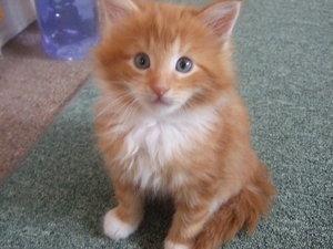 Maine Coon Kittens For Sale In Newport New York Your City Ads