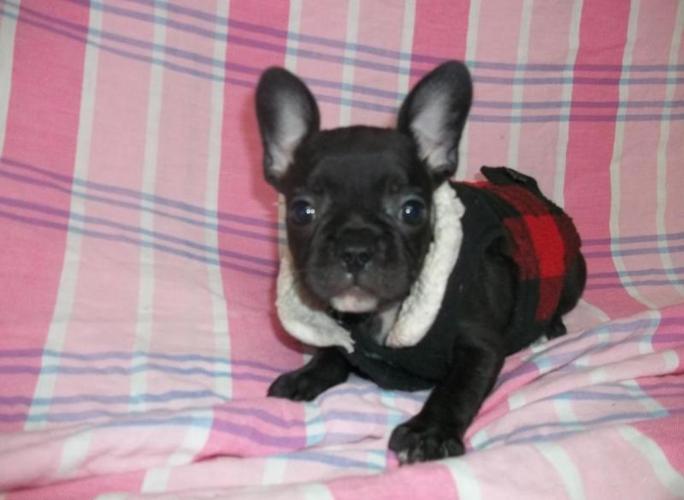 Male and female french bulldog for sale