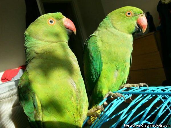 Male and female Indian ring neck parrots and huge cage