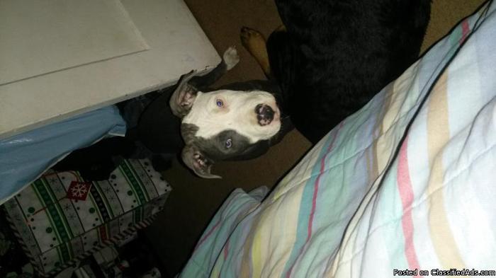 Male Blue Nose Pitbull Pup