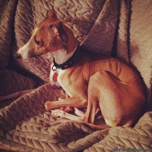 Male Italian Greyhound Neutered, UTD shots, comes with supplies