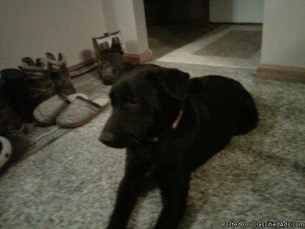 Male Lab Mix for adoption - Currently Being Fostered - Price: $75