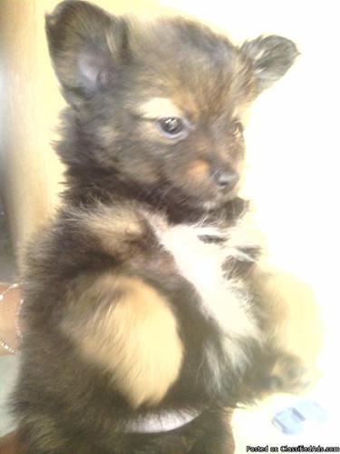 Male pomeranian puppy - Price: 700