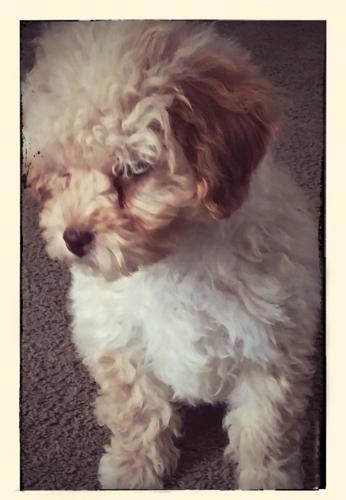 male toy poodle