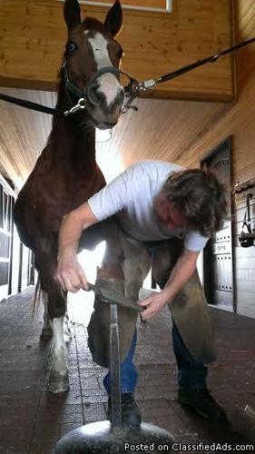 MARYLAND FARRIER
