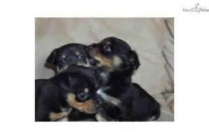 min pin chihuahua puppies for sale one of the three is all black with like a diamond shape on his chest all three are males
