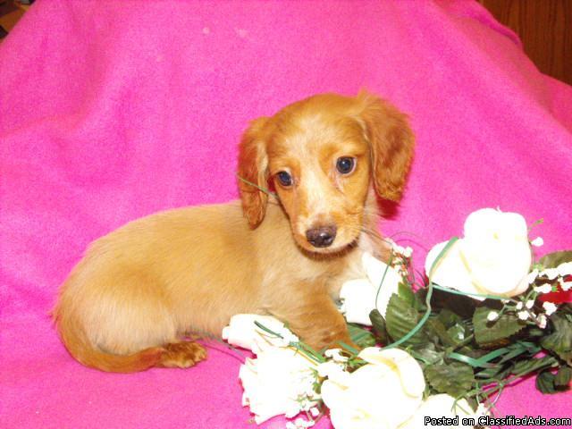 mini dachshunds AKC - Price: 350 and up