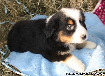 Miniature Australian Shepherd Puppies Price 450 750 For Sale In Paxton Florida Your City Ads