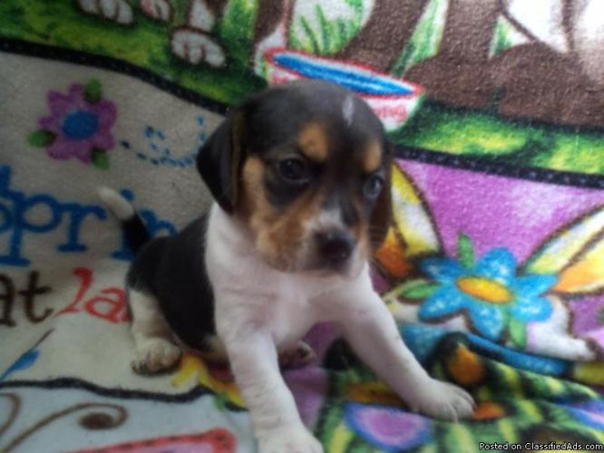 Miniature beagle puppies - Price: $300.