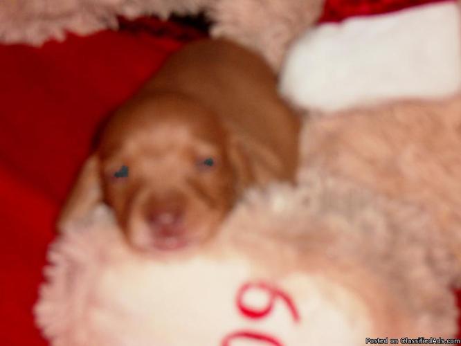 Miniature Dachshund Puppies - Price: $350