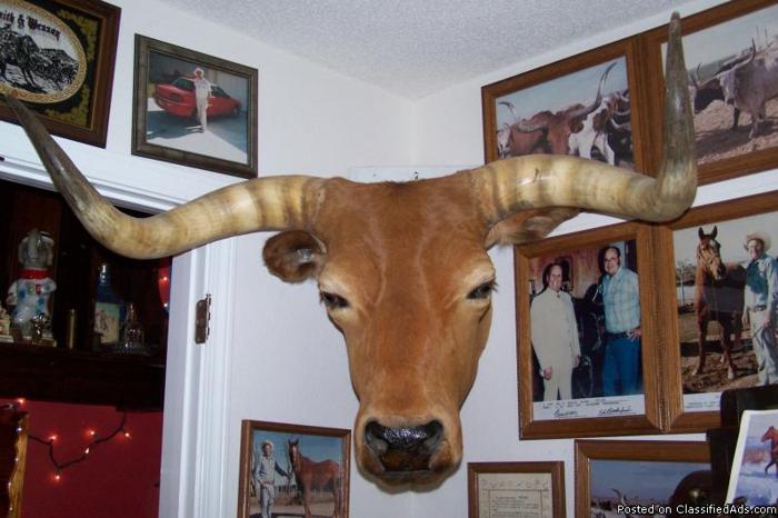 Mounted Longhorn head - Price: $3,500.00
