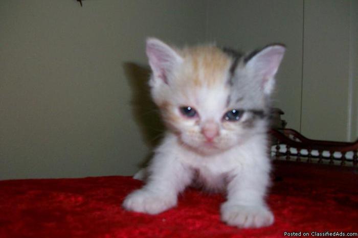 munchkin napoleon kittens - Price: 550.00 for sale in Des ...