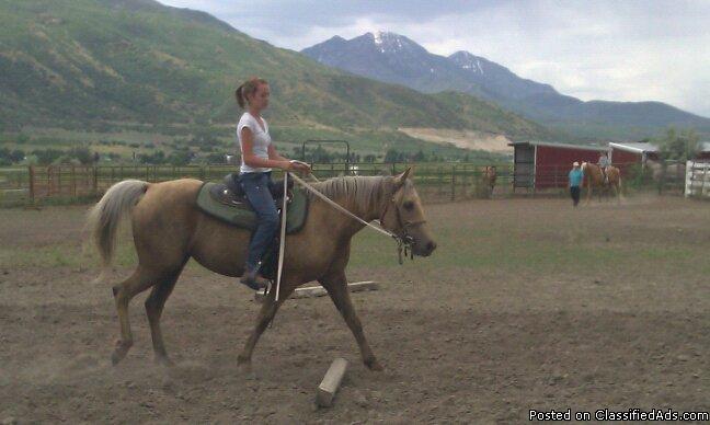 must sell! palomino mare foxtrotter - Price: 3000