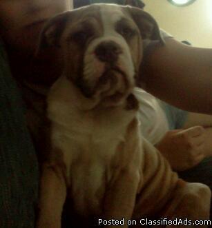 Old English Bulldogge puppy forsale - Price: contact