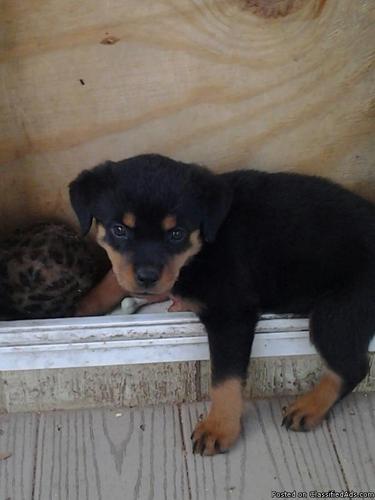 One German Female Rottweiler Puppy Available Now!!!
