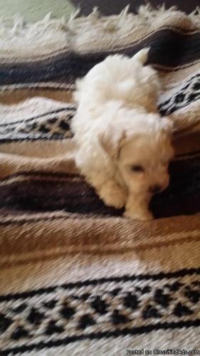 one male maltpool puppie left for sale