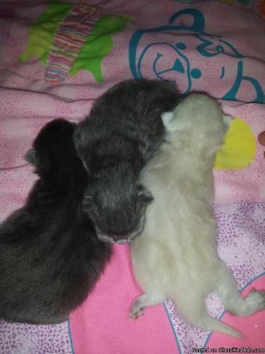 Persian and himalayan kittens