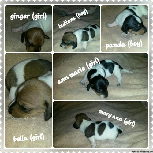 piebald dachshund puppies for sale