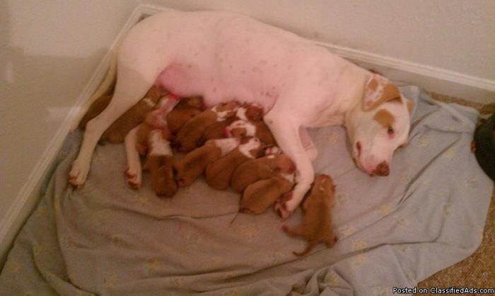 Pit Bull Puppies for sale!!!!!!!!!! - Price: $200.00M/$250.00FM