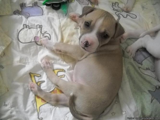 Pit pups for sale - Price: $175.00 OBO