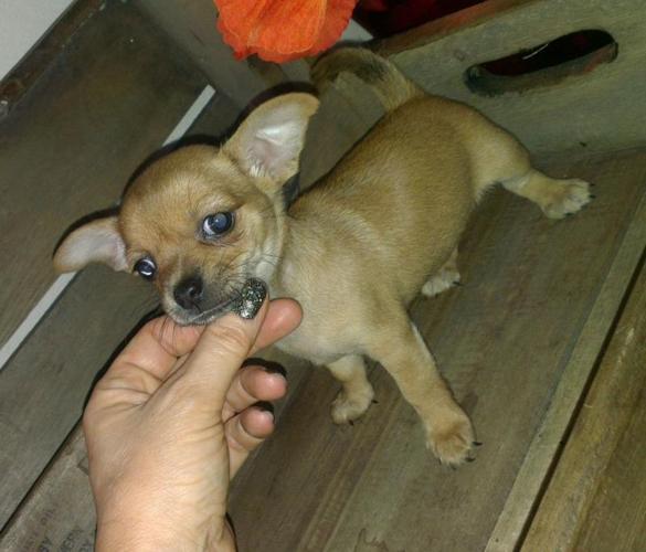 Pocket Size Chihuahua Pups