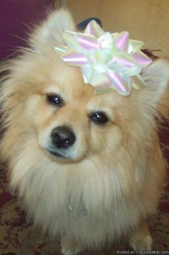 Pomeranian 1.5 Yr Old Male To Good Home - Price: 100.00