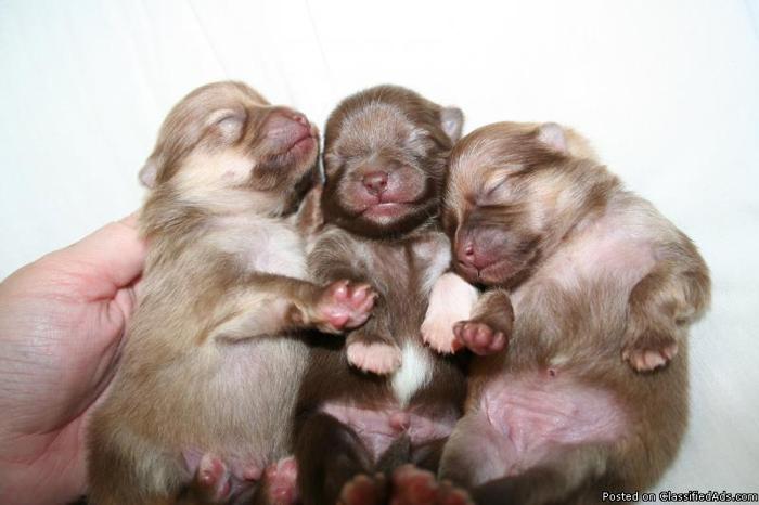 Pomeranian Puppies!!!