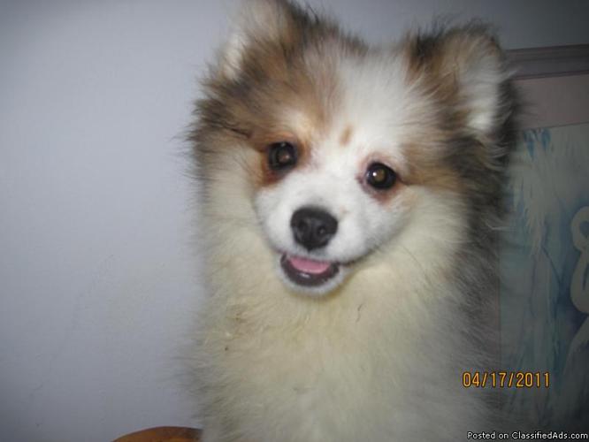 Pomeranian Puppy 12 weeks old - Price: 450.00