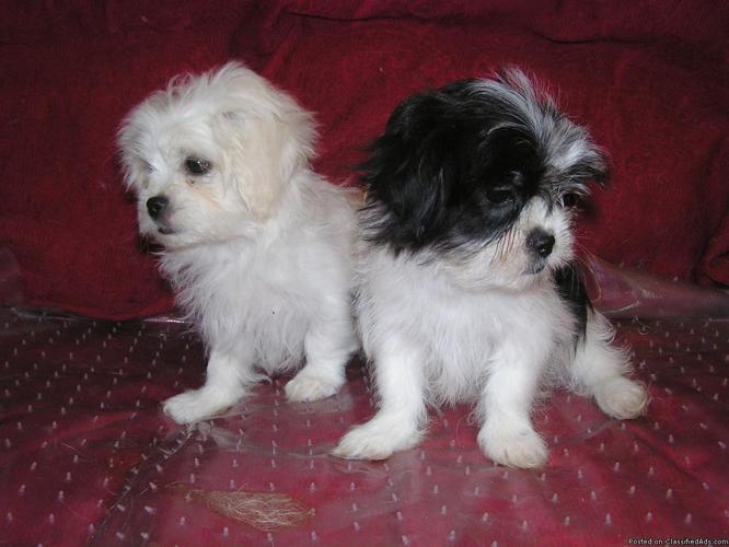 pretty male maltese/pekingese pups