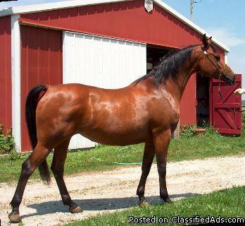 Pretty, Personable, Trained, Sweepstakes Nominated Arabian Mare - Price: $2,500