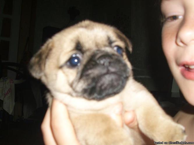 PUG PuPPIES FOR SALE - Price: $250-$350