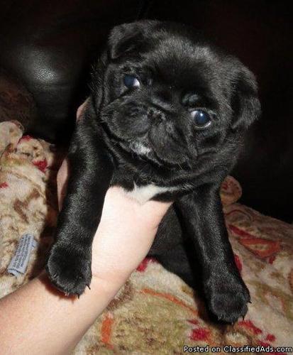 Pug Puppies Now Available For Pug Lovers