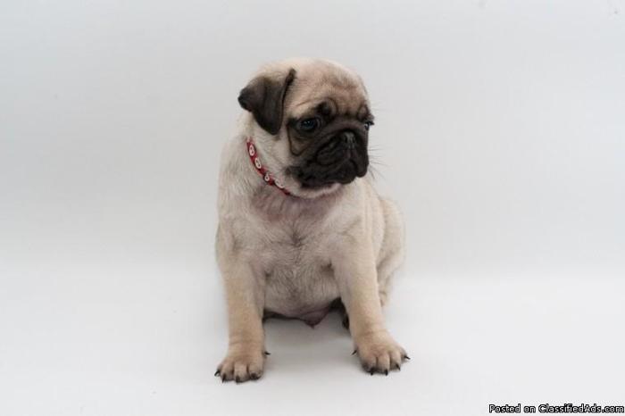Pug puppies now available for sale.