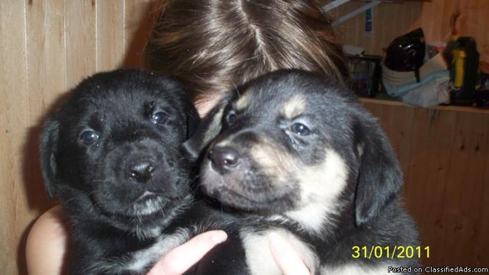 PUPPIES FOR SALE - Price: 150.00