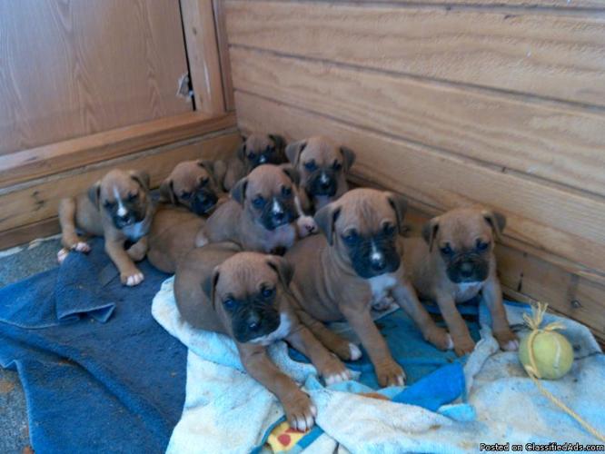 PURE BREED BOXER PUPPIES