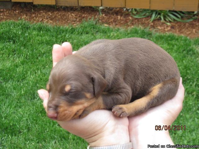 Purebred Doberman Puppies For Sale in Oregon - Price: $575