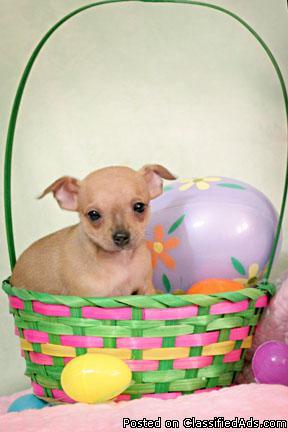 Reduced Price!!! CKC Registered Toy Chihuahua Pups - Price: 250